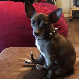 Fundraising Page: Ilona Bailey